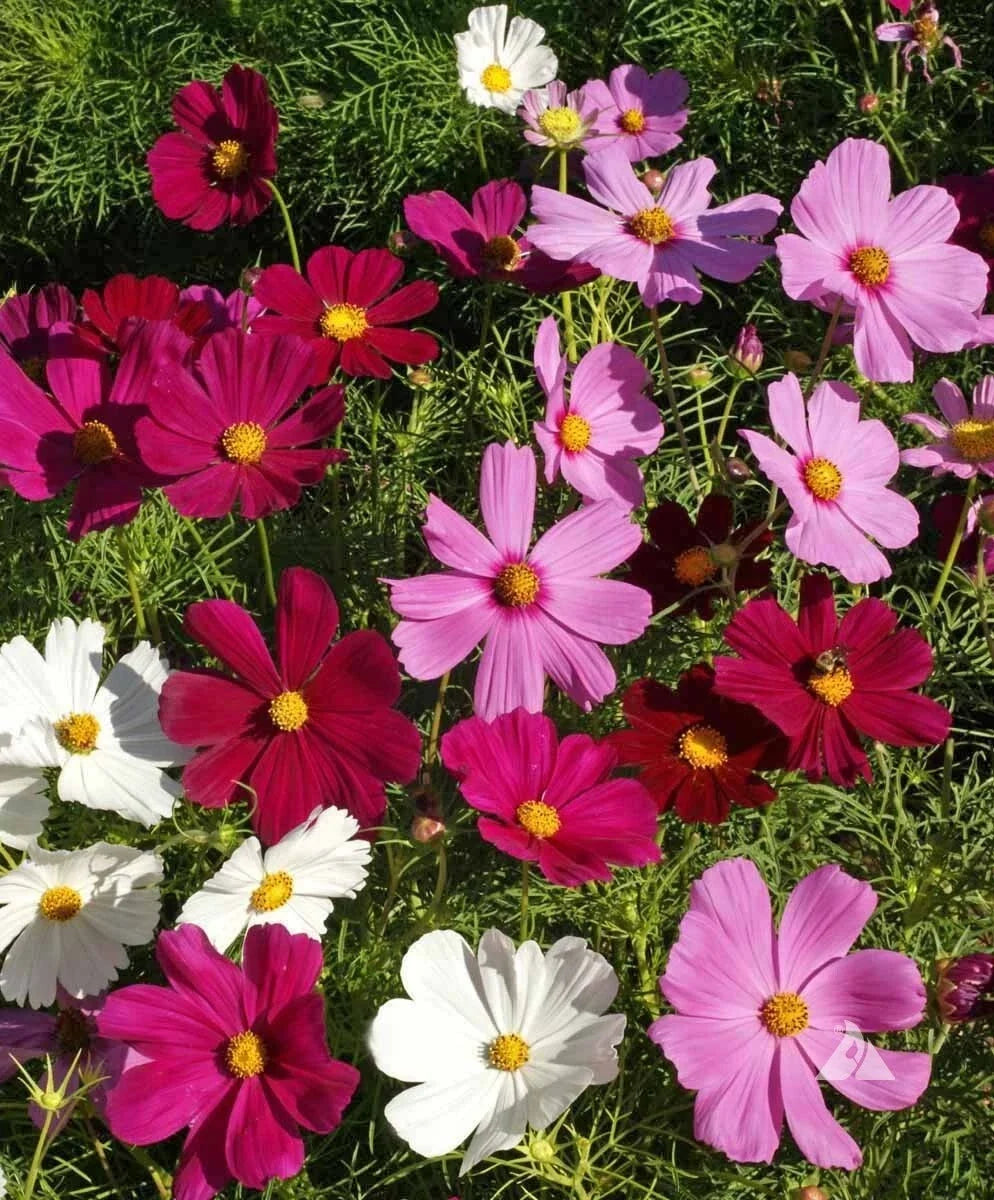 Dwarf Cosmos Seed Mix - Compact Colorful Flowers, Pollinator Friendly, Cosmos bipinnatus