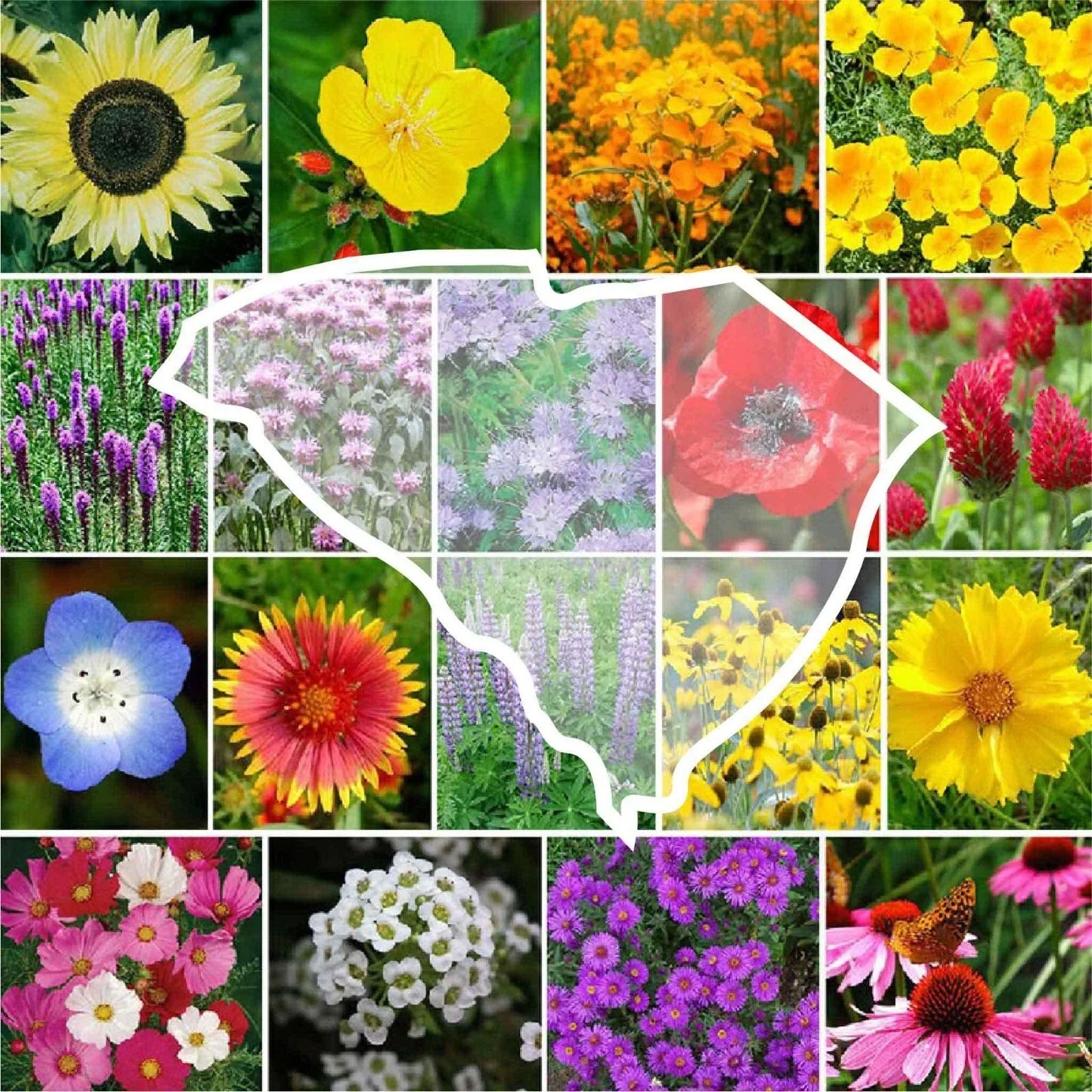 Wildflower Seed Mix - South Carolina State Flower - 1000 Non-GMO Seeds - Perennials & Annuals