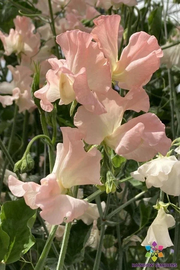 Heaven Scent Sweet Pea Seeds – Fragrant Climbing Flowers – Lathyrus odoratus – Garden Seeds for Borders & Trellises