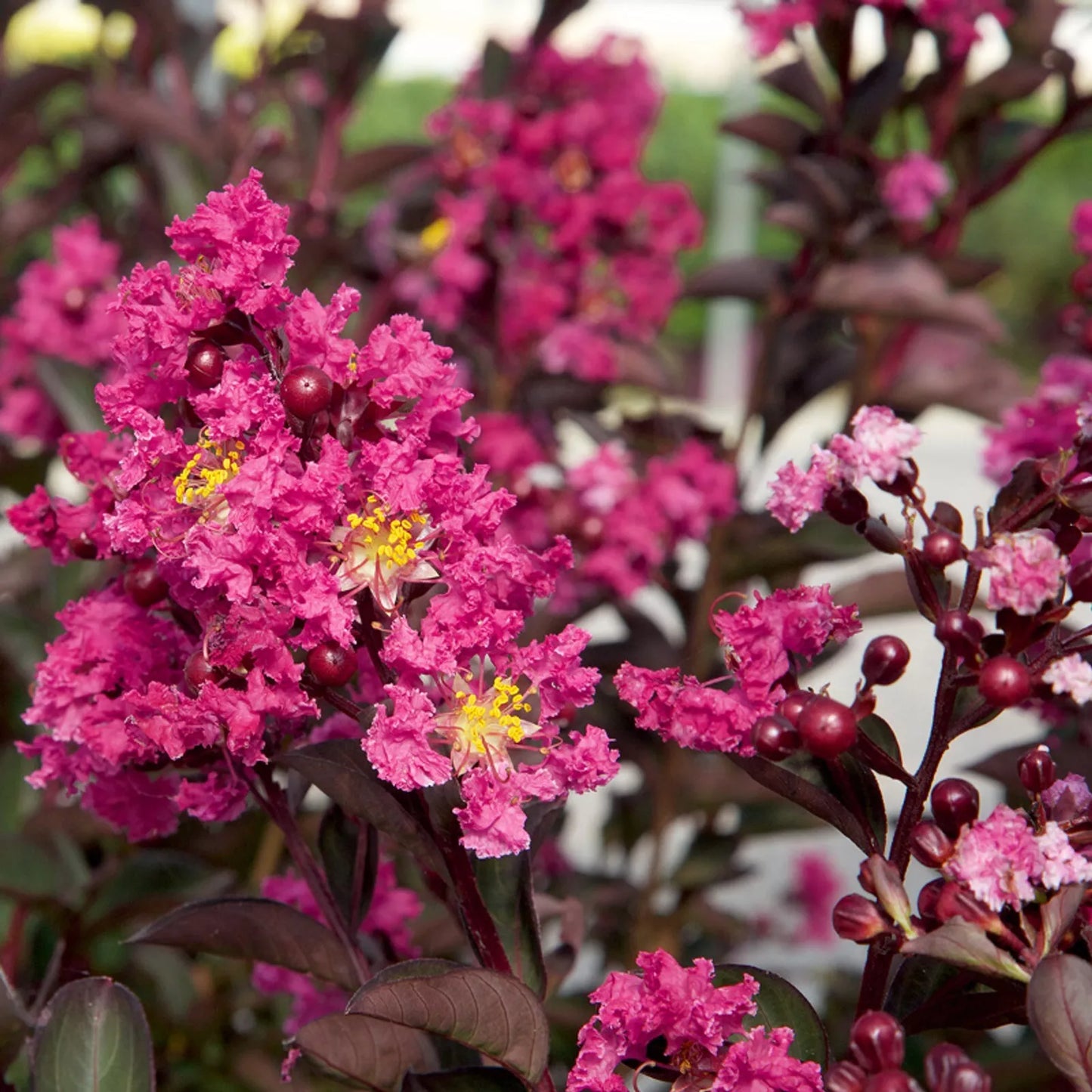 Cape Myrtle Seeds - 20 Pink Fusion Perennial Flower Seeds - Lagerstroemia indica