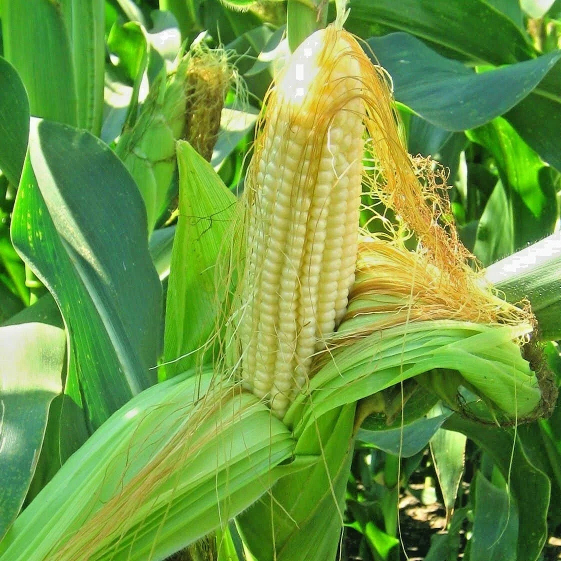 Organic Bantam 8 Row Sweet Corn Seeds - Heirloom Zea mays, Non-Hybrid, Native Variety for Home Gardening