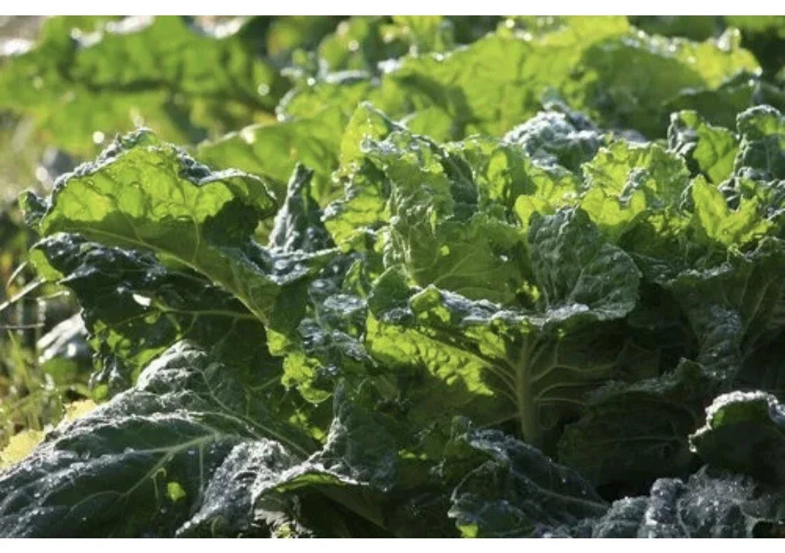 Mustard Green Seeds - Florida Broad Leaf Organic Heirloom Brassica juncea, Edible Leafy Green, Non-GMO, 100 Pack