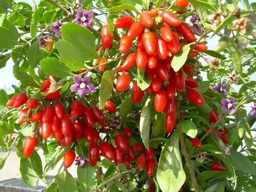 Goji Berry Cuttings 6+2 Pack for Rooting - Lycium barbarum Superfood Bush