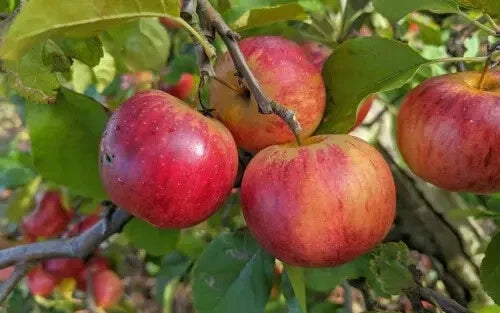Rubinola Apple Seeds - 25+ Pack for Garden Planting, Malus domestica, Juicy, Sweet, Non-GMO, Easy to Grow