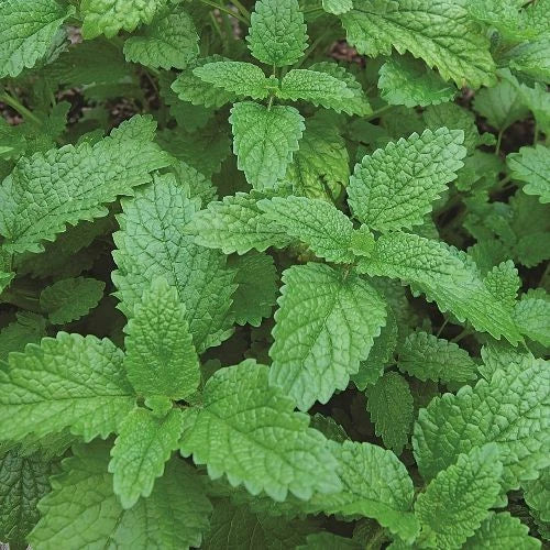 Lemon Balm Seeds | 1,000 Heirloom Non-GMO Herb Seeds | Melissa officinalis for Culinary & Herbal Use