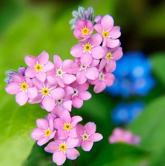 Forget Me Nots Seeds - 200 Non-GMO Perennial Ground Cover - Rose Myosotis spp. Flower Seeds for Borders & Pollinator Gardens