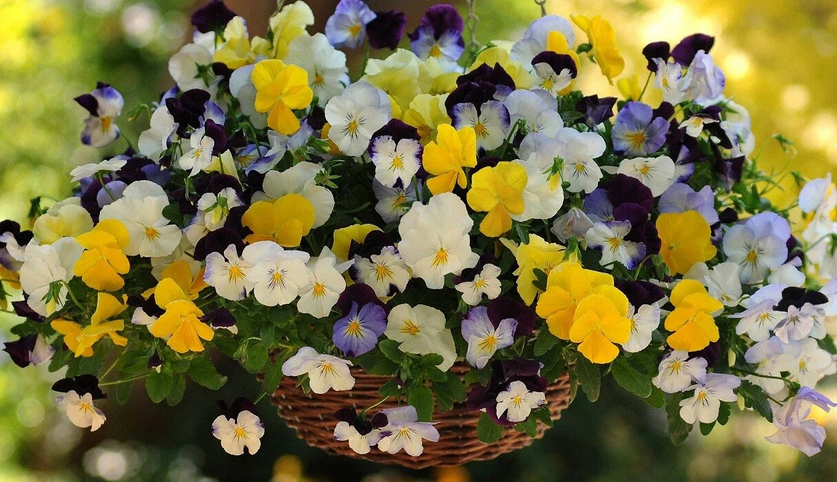 Pansy Seeds Cool Wave Mix - 15 Trailing Viola x wittrockiana Seeds for Hanging Baskets & Containers