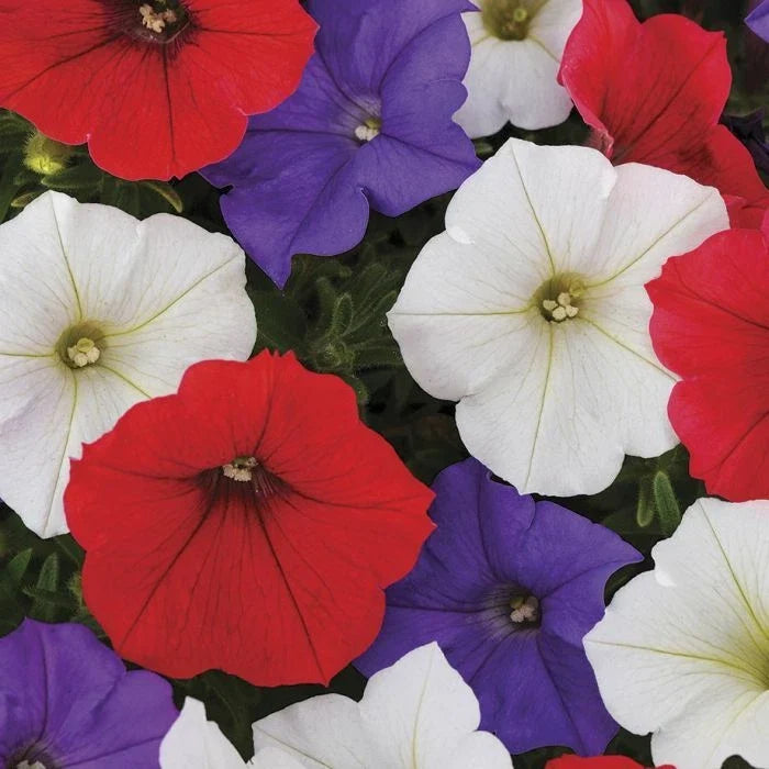 Petunia Seeds - 50 Red White Purple Mix - Petunia x hybrida Flower Seeds for Garden, Containers & Hanging Baskets - US Seller