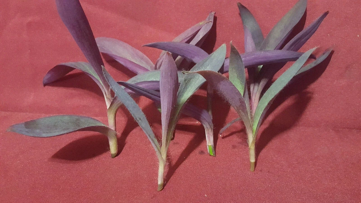 Purple Heart Wandering Jew Plant Cuttings - 5 Live Trailing Cuttings, Tradescantia pallida, Indoor & Outdoor Gardening