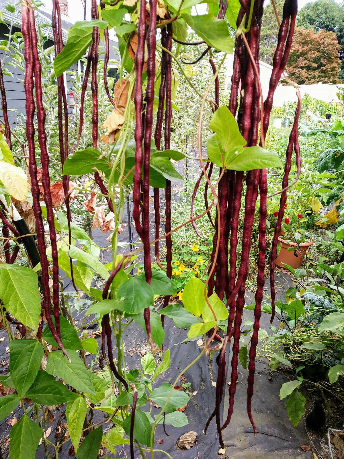 Red Yard Long Bean Seeds NON-GMO | Chinese Red Noodle Vigna unguiculata