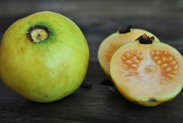 White Indian Guava Seeds - Fruit-Bearing Tree, Psidium guajava, 50+ Seeds for Home Garden Planting
