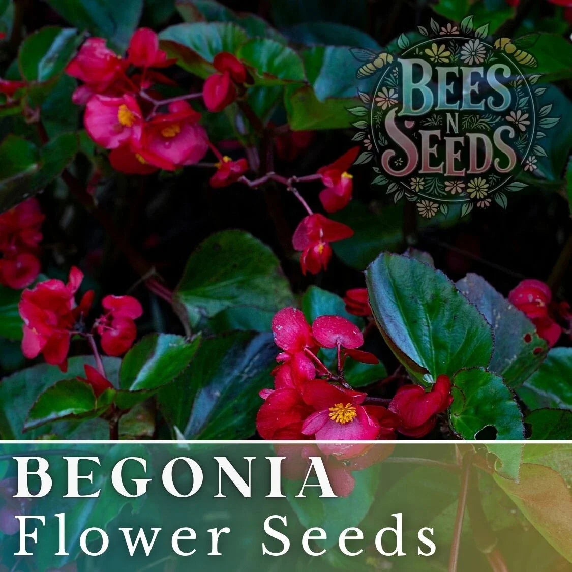 Bold Merlot Begonia Seeds - Non-GMO Flower Seeds for Garden & Container Planting - Begonia x tuberhybrida, Deep Red & Purple