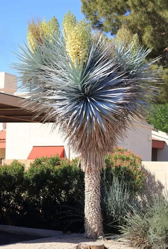 Blue Yucca Tree Seeds - Drought-Tolerant Ornamental Plant - Yucca rigida - Low Maintenance, Desert Landscape, 10 Seeds