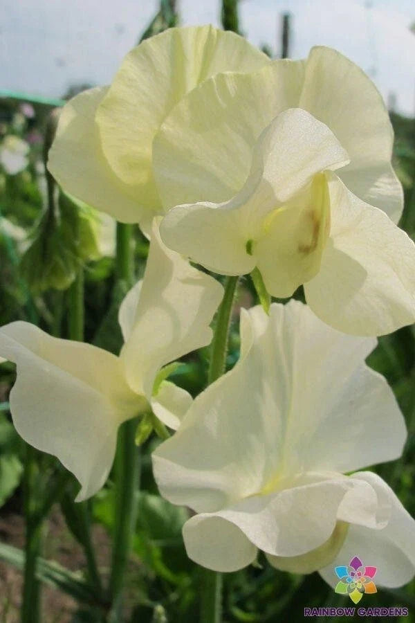 Sweet Pea Seeds 50+ Pack - Cornish Cream Variety - Lathyrus odoratus Garden Seeds for Climbing Vines & Trellises