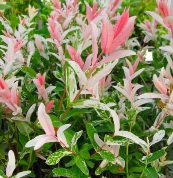Dappled Willow Cutting - Variegated Pink & White Foliage - Salix integra 'Hakuro Nishiki' - Garden Shrub, Live Plant