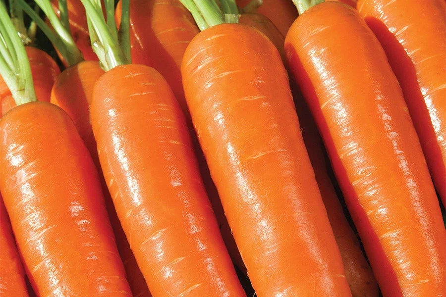 Musico Carrot Seeds - 1000+ Non-GMO Daucus carota Vegetable Seeds for Home Gardening