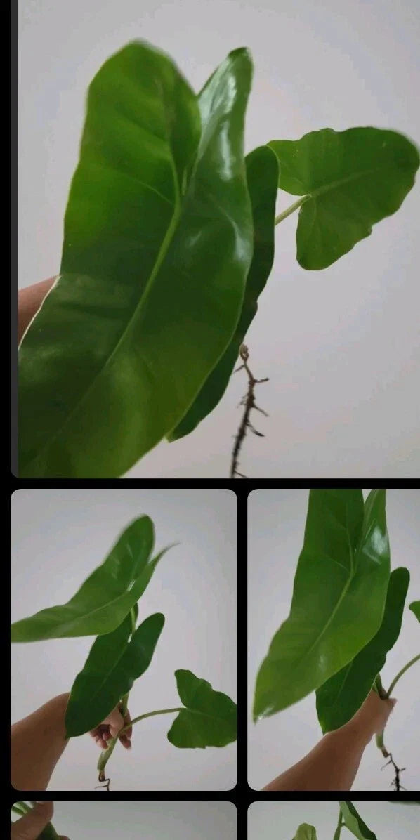 Burle Marx Philodendron Cutting with Multiple Nodes and Air Roots | Indoor & Outdoor Plant