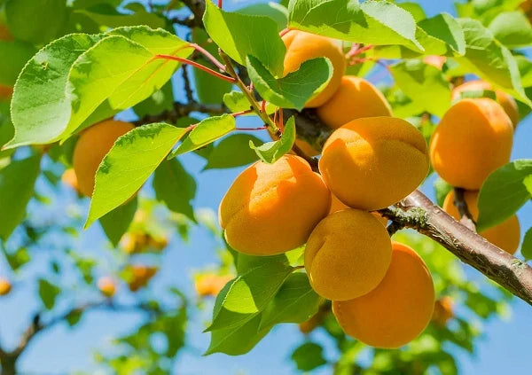 Apricot Tree Rooted Plant - 2 ft Tall Prunus armeniaca for Garden and Orchard Growth