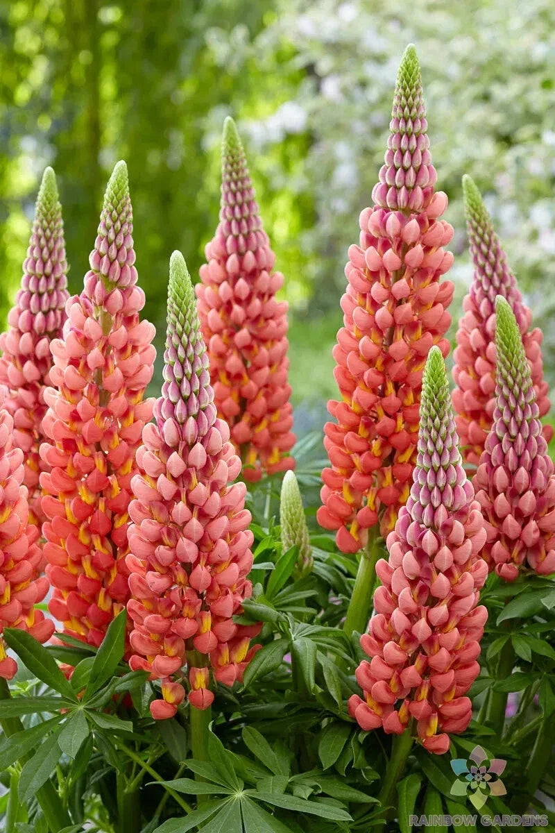 Towering Inferno Lupine Seeds - 25+ Pack, Vibrant Red & Orange Flowers, Lupinus polyphyllus, Perennial Garden Seeds