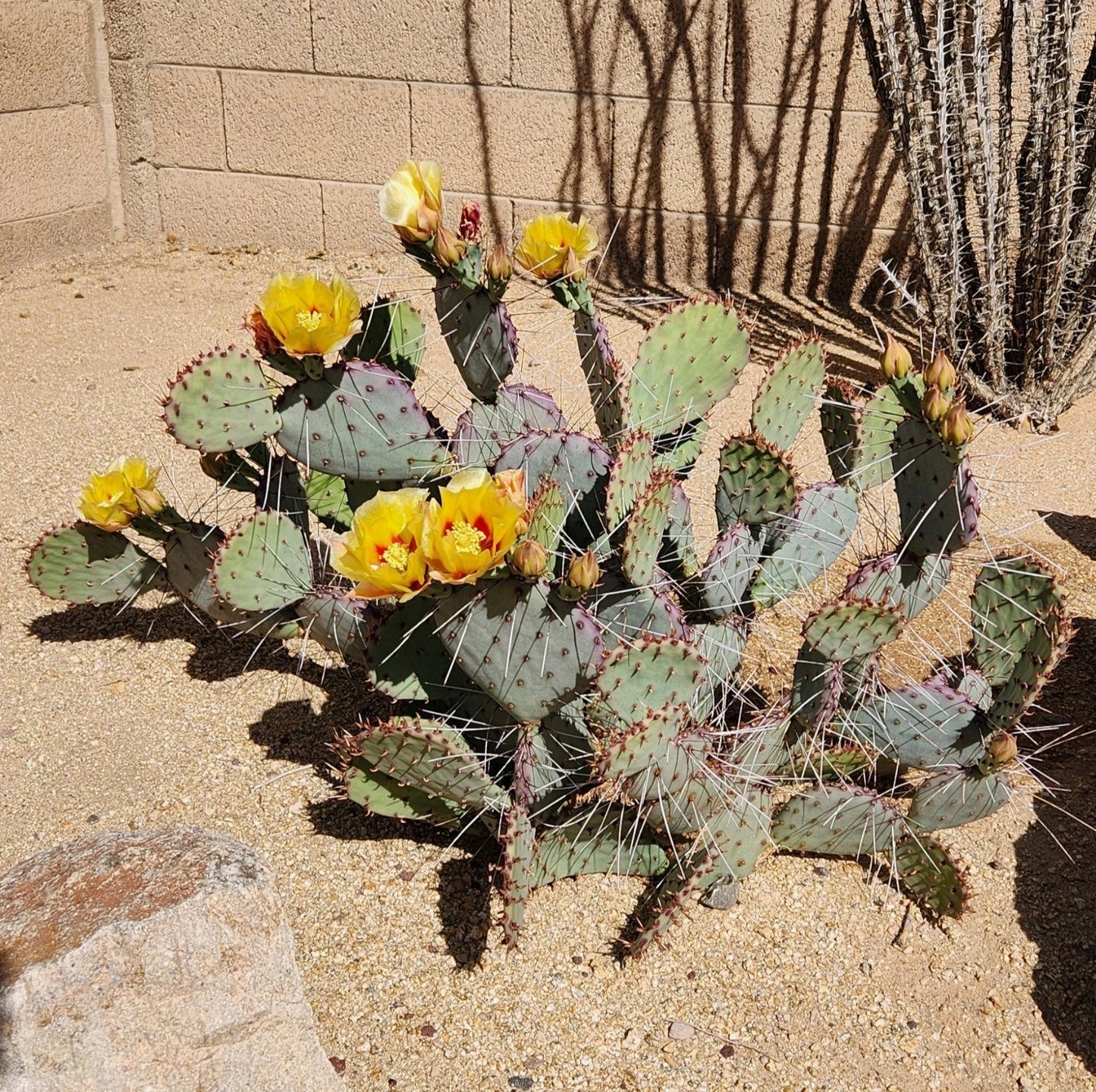Opuntia Macrocentra Black Spine Prickly Pear Cactus Cutting Pad - Live Succulent for Indoor Garden Decor