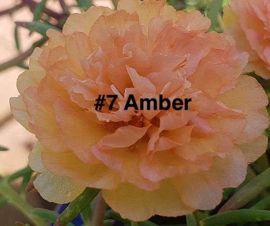 Moss Rose Amber Cuttings - 10 Unrooted Portulaca Grandiflora Succulent Ground Cover Plants