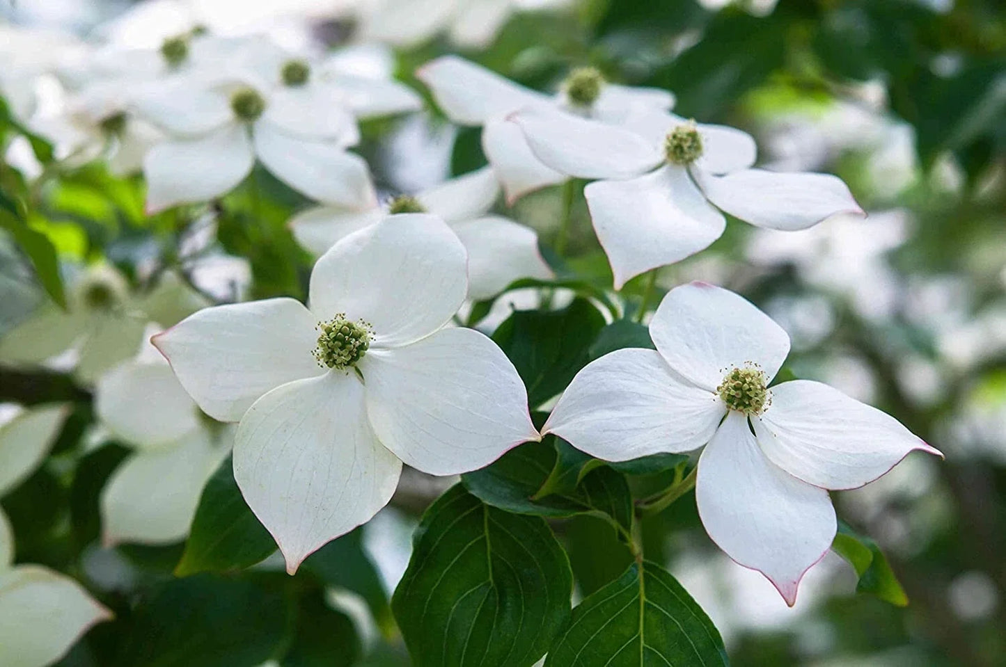 Flowering Kousa Dogwood Seeds for Planting, Cornus kousa, Ornamental Tree Seeds, Hardy Landscaping Seeds