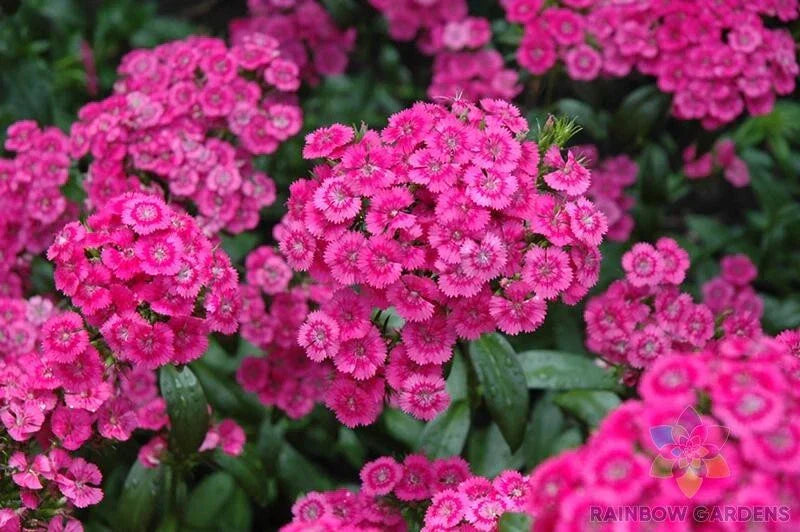 Jolt Pink Swirl Carnation Seeds - 200+ Dianthus caryophyllus Seeds for Garden
