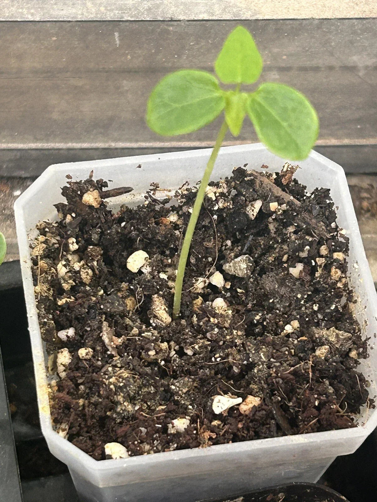Papaya Seedling in 3" Pot - Carica papaya Tropical Fruit Plant for Home Garden