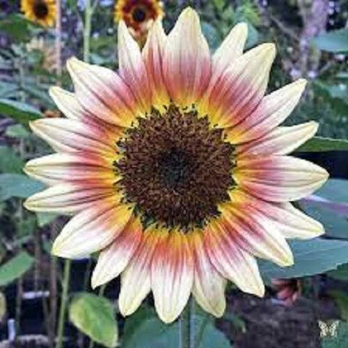 Gypsy Charmer Sunflower Seeds - 25 Pack - Perennial Helianthus annuus