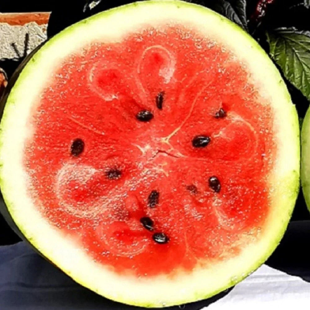 Moon and Star Watermelon Seeds | Heirloom NON-GMO Citrullus lanatus