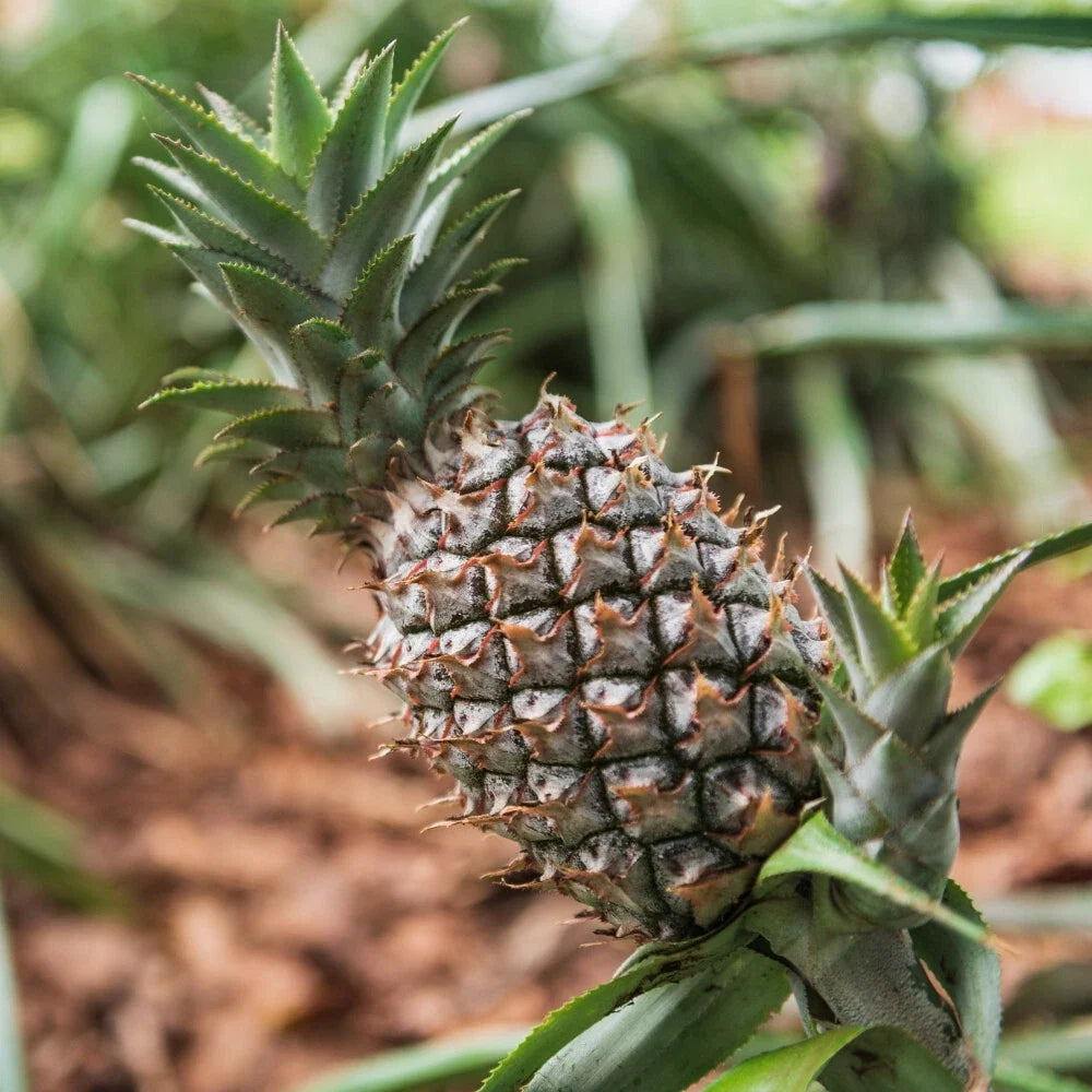 White Jade Pineapple Seeds - 15+ Pack for Indoor & Outdoor Gardening - Ananas comosus, Tropical Fruit Plant
