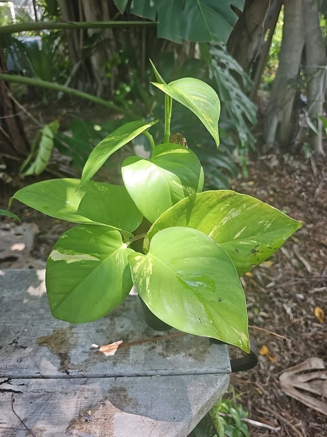 Giant Variegated Golden Pothos Plant 3" Pot - Climbing Epipremnum aureum Indoor Vine