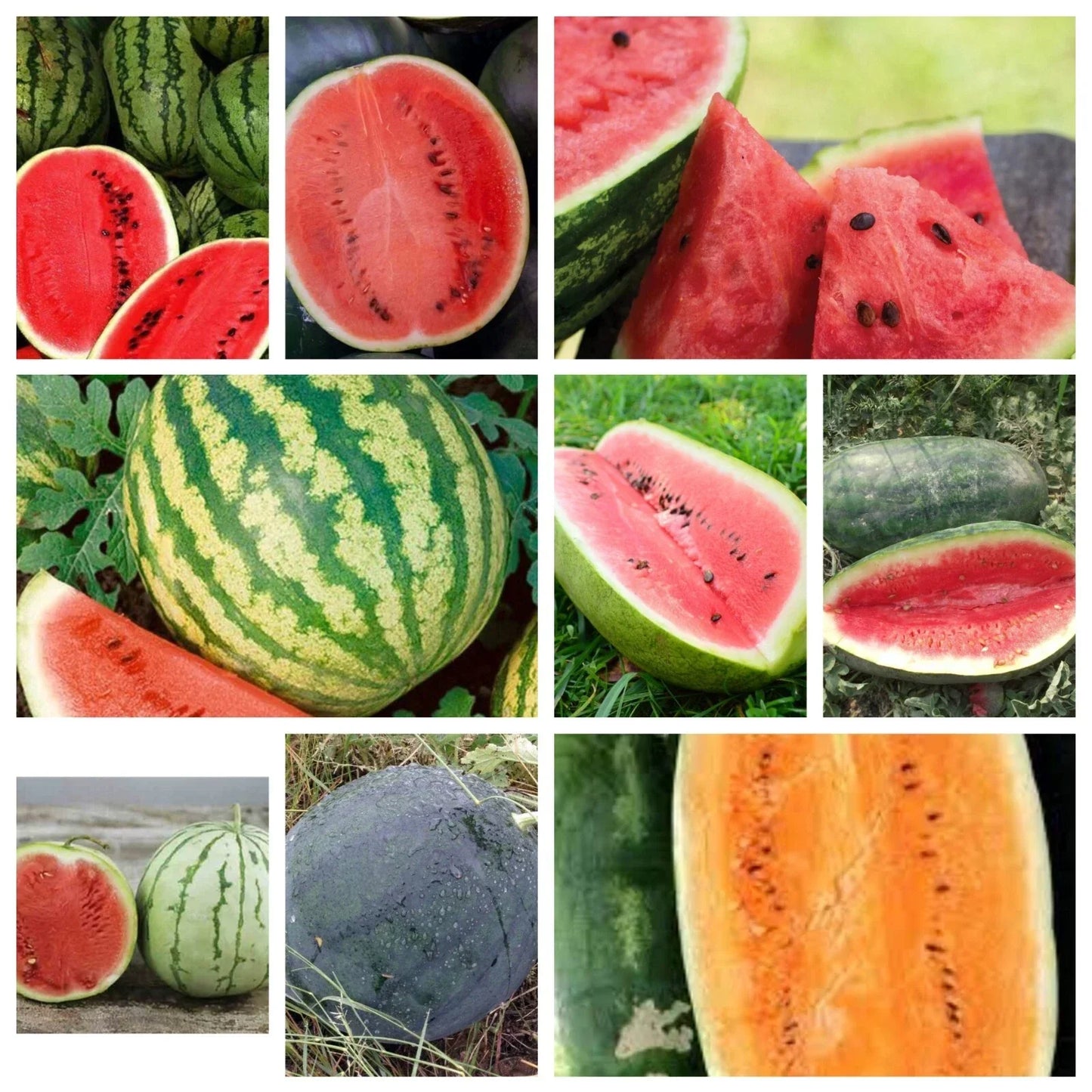 Watermelon Seeds Collection - NON-GMO 9 Heirloom Varieties Citrullus lanatus