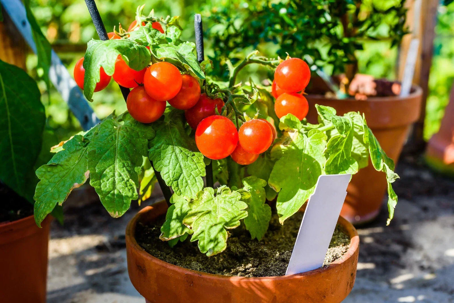 Fastest Tomato Seeds - 42 Day Variety - 25 Seeds for Quick Harvest