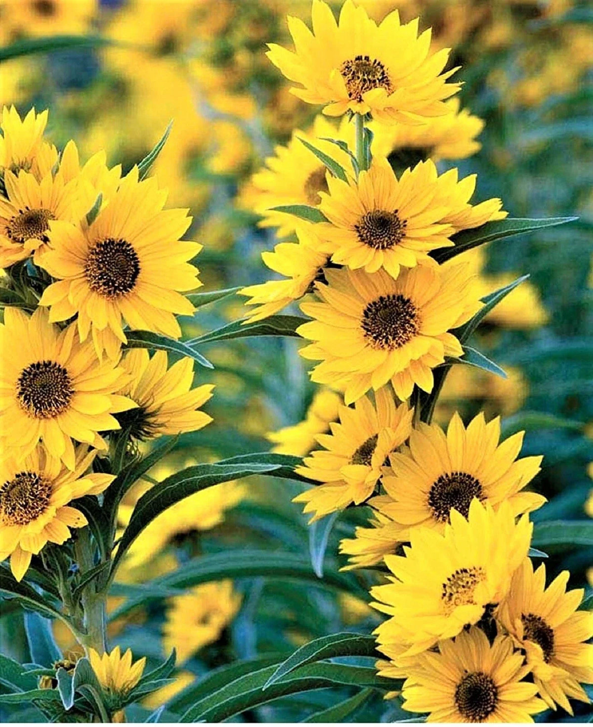 Maximilian Sunflower Seeds - Non-GMO Helianthus maximiliani for Borders, Cut Flowers & Wildflower Gardens
