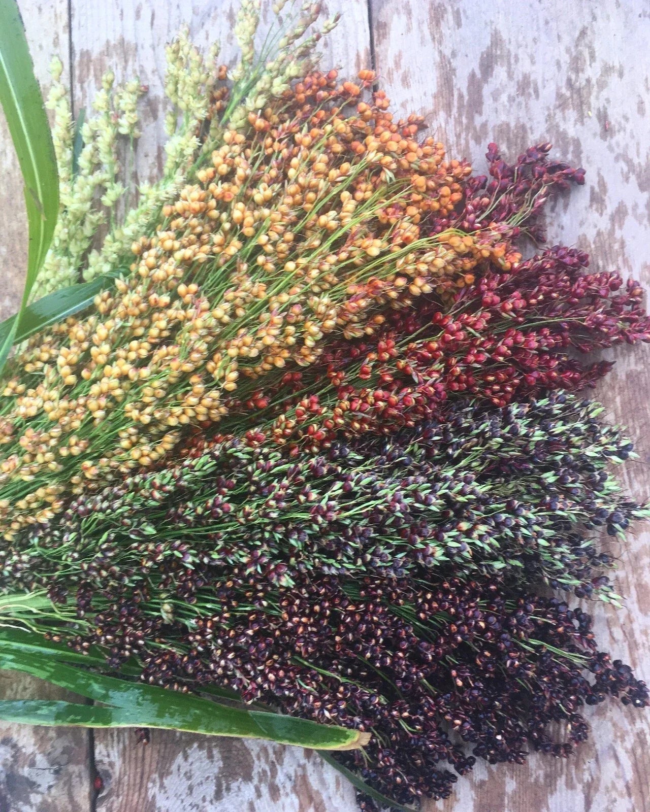 Hungarian Black Seeded Broom Corn Seeds - 50 Organic Heirloom Sorghum