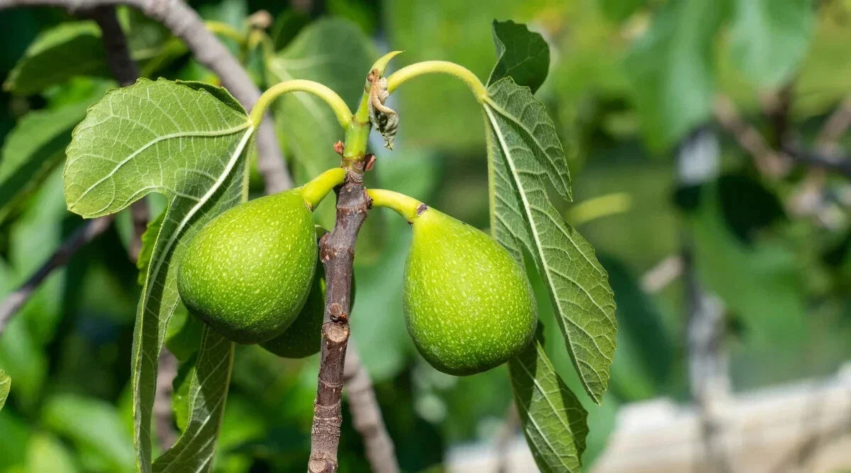 Excel Fig Seeds - 100+ Pack Ficus carica - USA Grown High Germination