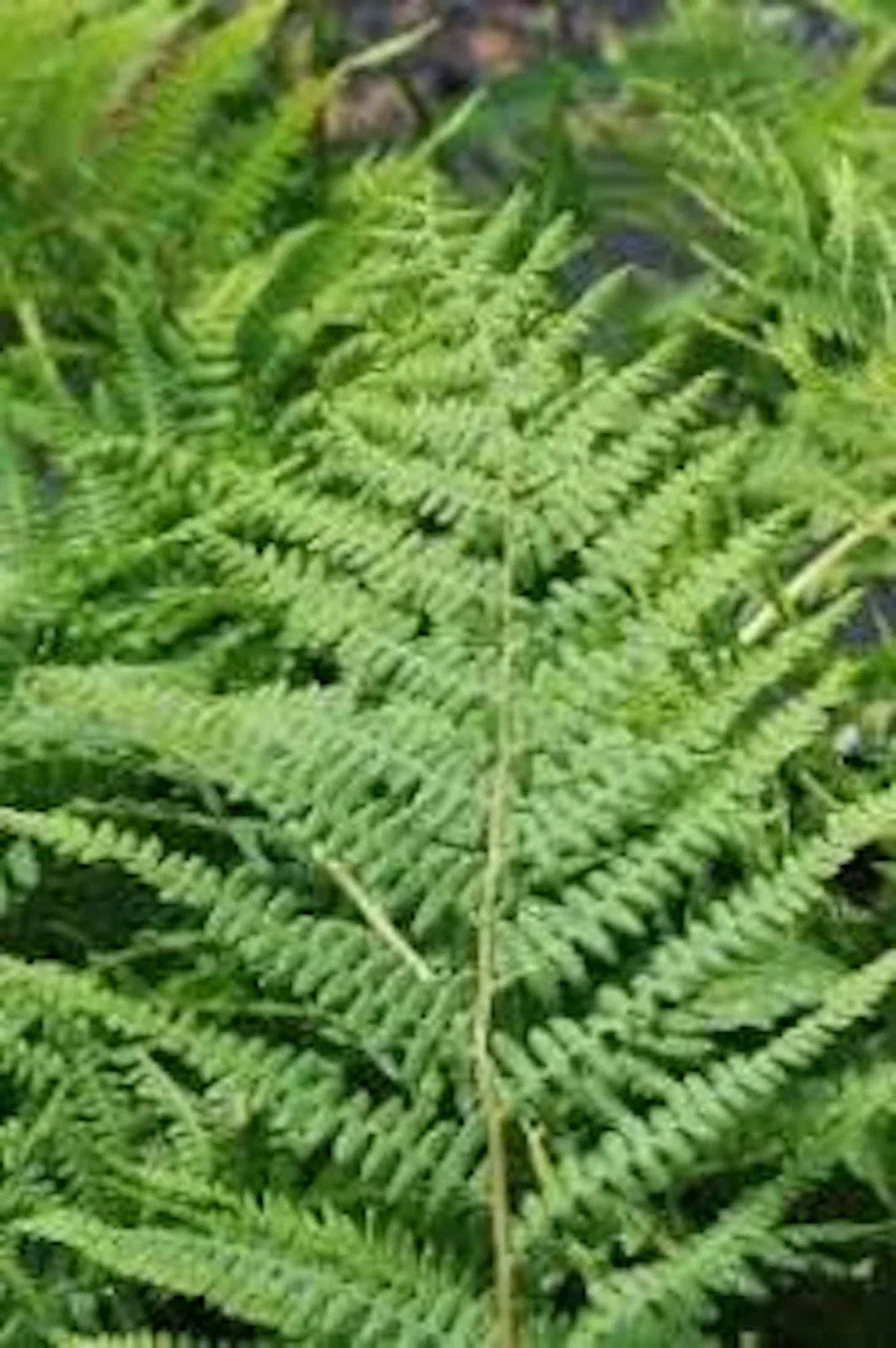 Lady Fern Roots - 3 Bare Root Plants - Athyrium filix-femina Hardy Perennial Fern for Shade Gardens