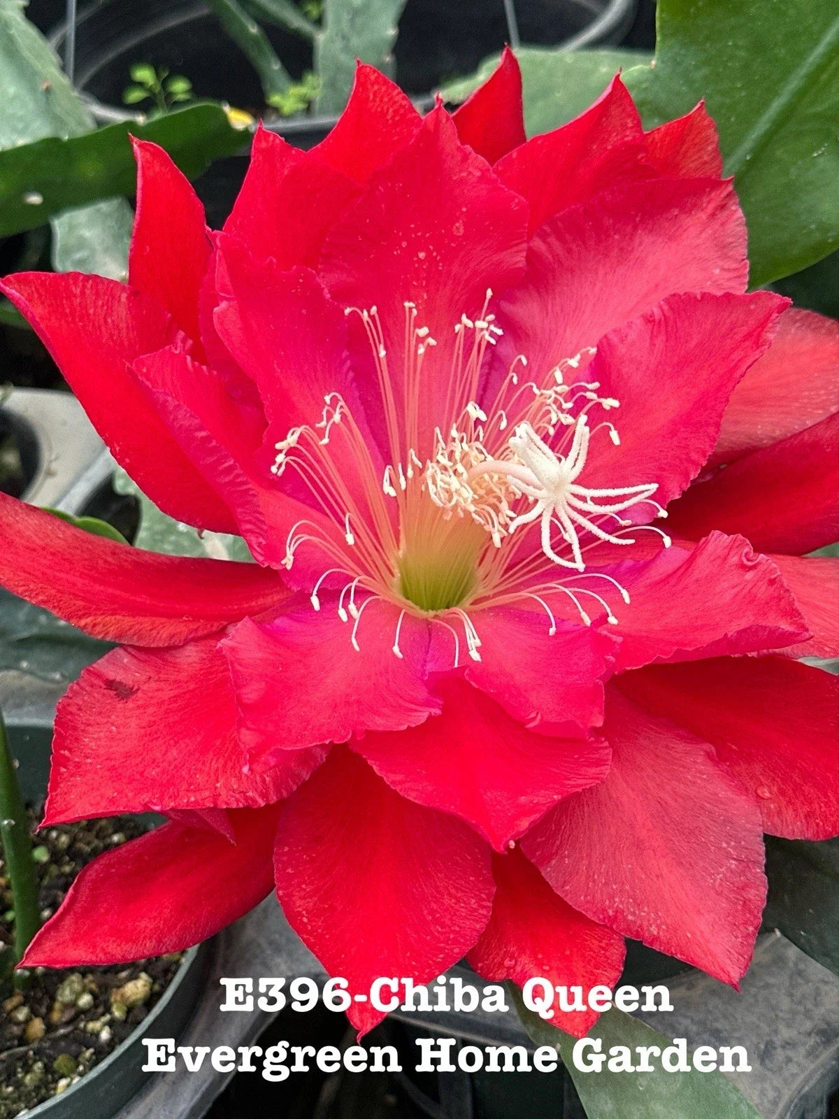 Epiphyllum Orchid Cactus Chiba Queen 4" Starter Pot | Rooted Houseplant | Tropical Succulent | Epiphyllum hybrid