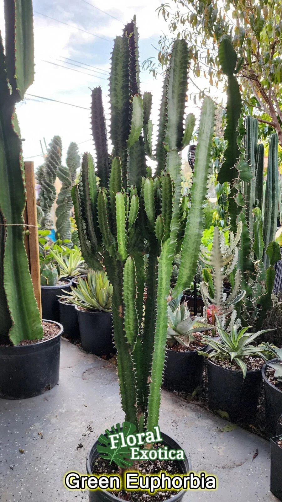 Euphorbia Trigonia Clippings - Lot of 2 Unique 3" Succulent Plants for Indoor Decor