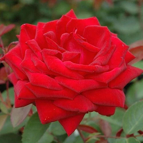 Kashmir Rose Plant Cuttings - 4 Live Hot Red Flower Cuttings - Rosa spp.