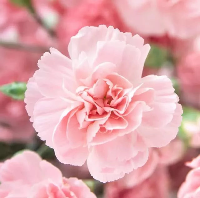 Carnation Flower Seeds - La France Pink, Dianthus caryophyllus, Easy to Grow, Fragrant Blooms, Garden & Cut Flowers