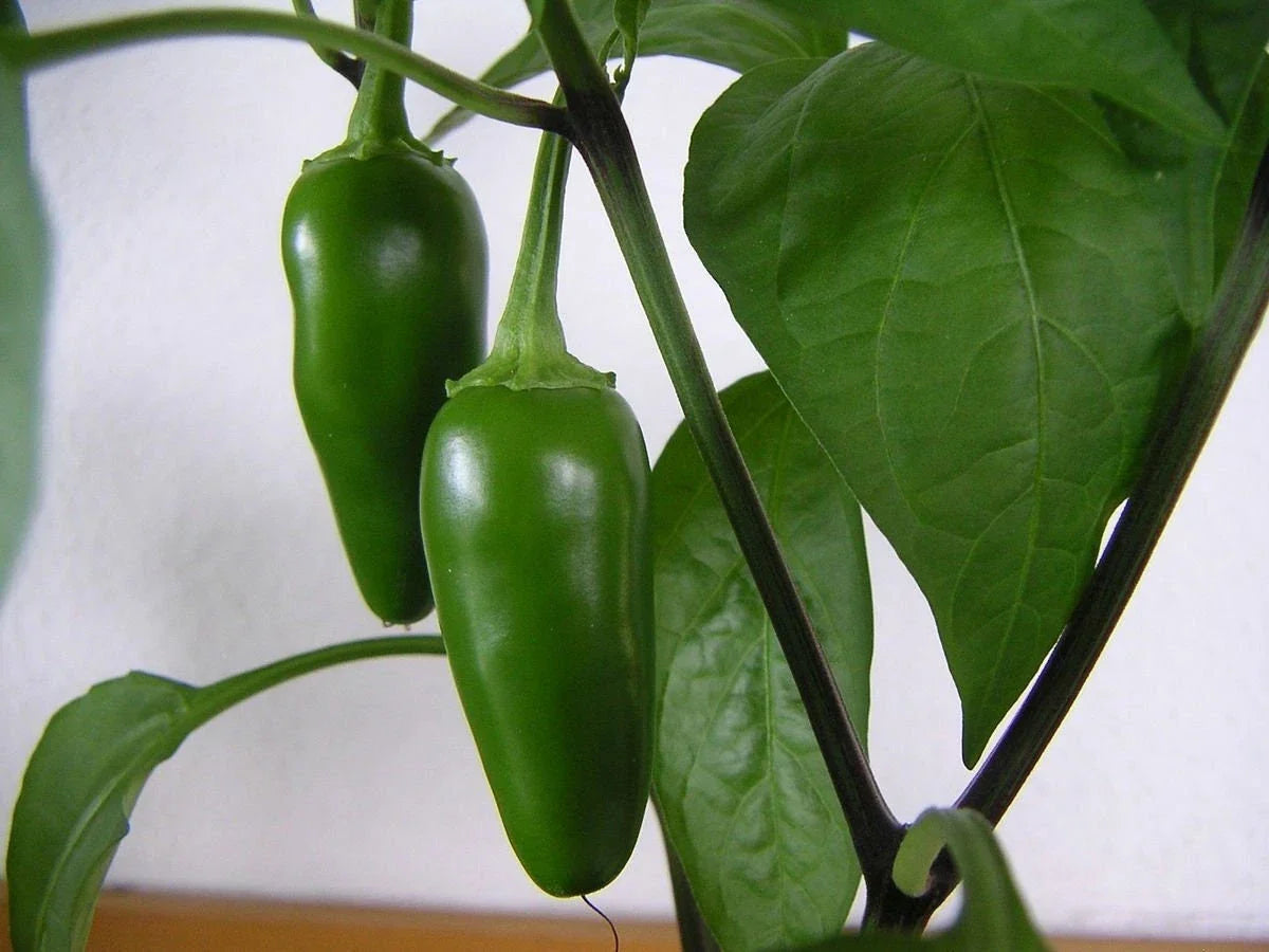 Jalapeno Hot Spicy Pepper Seeds, Non-GMO Vegetable Garden Seeds, Capsicum annuum, for Salsas & Cooking