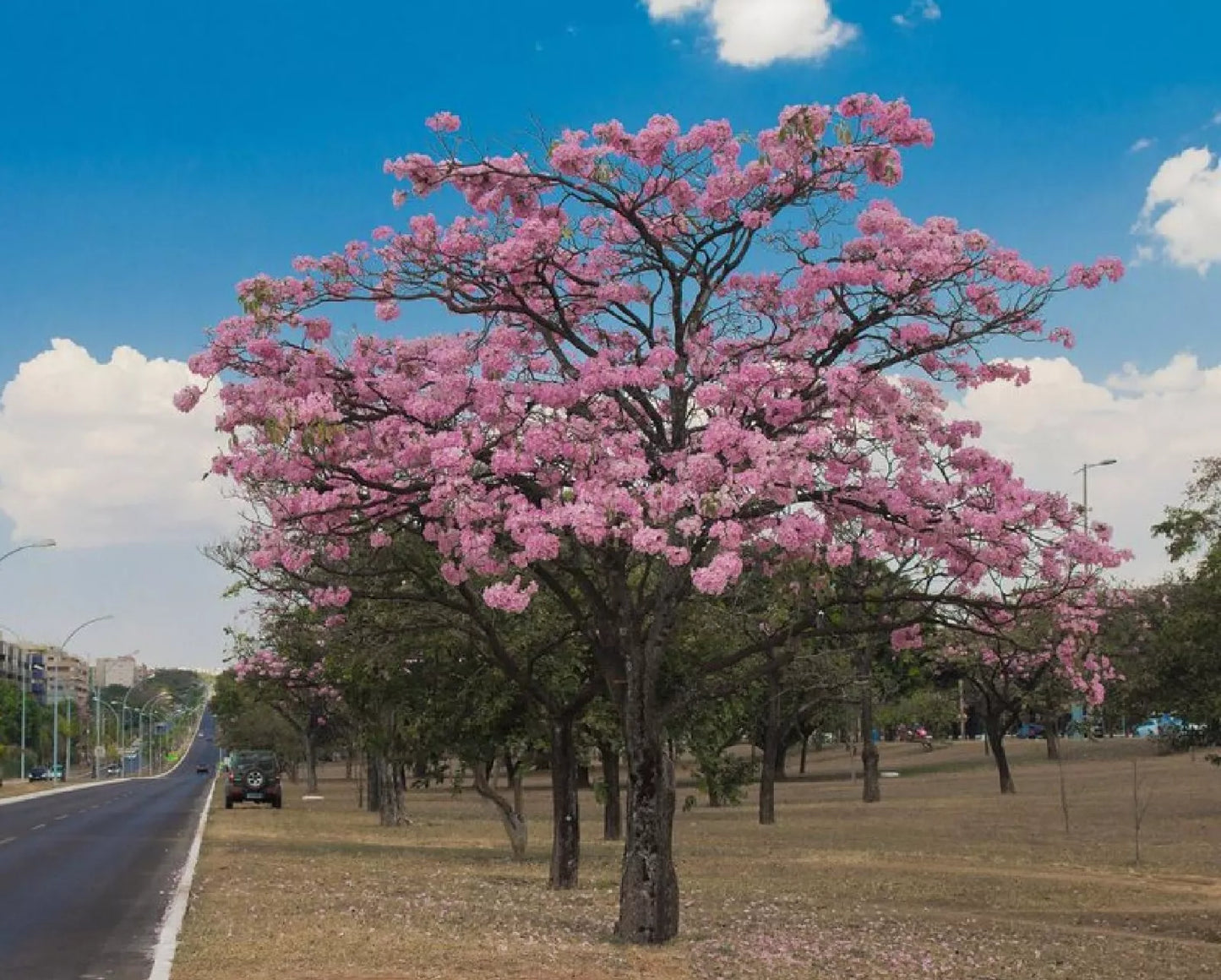 Pink Trumpet Tree Seeds - Pre-Stratified 15 Seeds - Tabebula rosea - Tropical Flowering Tree for Garden & Landscape