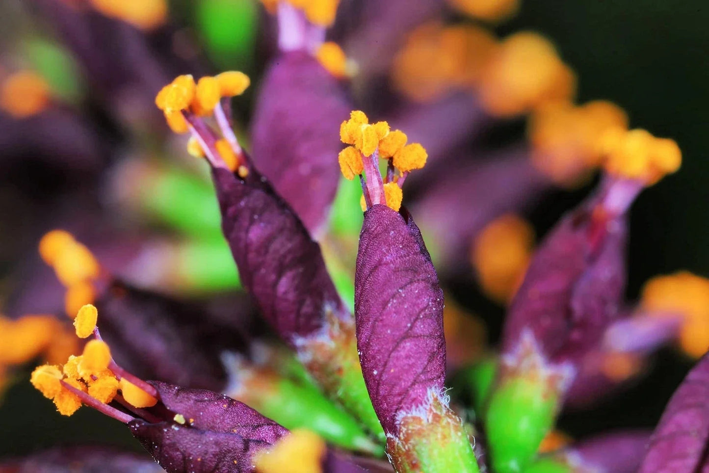 False Indigo Bush Seeds - Amorpha fruticosa - Native Shrub for Gardens & Landscaping - 100 Seeds