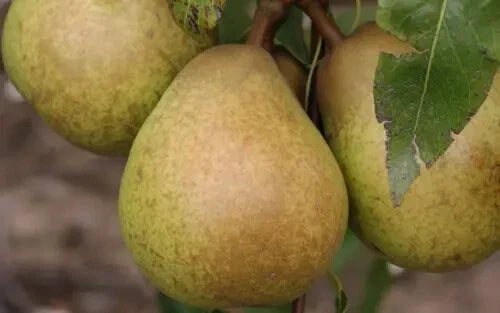 Josephine de Malines Pear Seeds - 25+ Pyrus communis Fruit Tree Seeds for Garden Planting