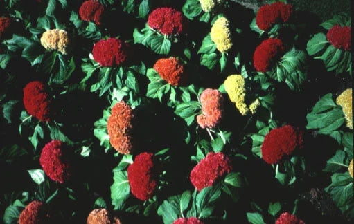 Celosia Amigo Mix Seeds - Colorful Flowering Annuals for Garden and Beds - Celosia argentea