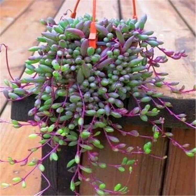 Othonna Capensis Ruby Necklace Succulent Cuttings - 4 Pieces, 3-4" Long, Easy Care Indoor Hanging Plant