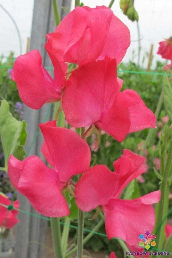 Nozaki Cerise Sweet Pea Seeds - 50+ Pack, Climbing Vine, Vibrant Pink Flowers, Lathyrus odoratus, Garden Planting, Free Shipping