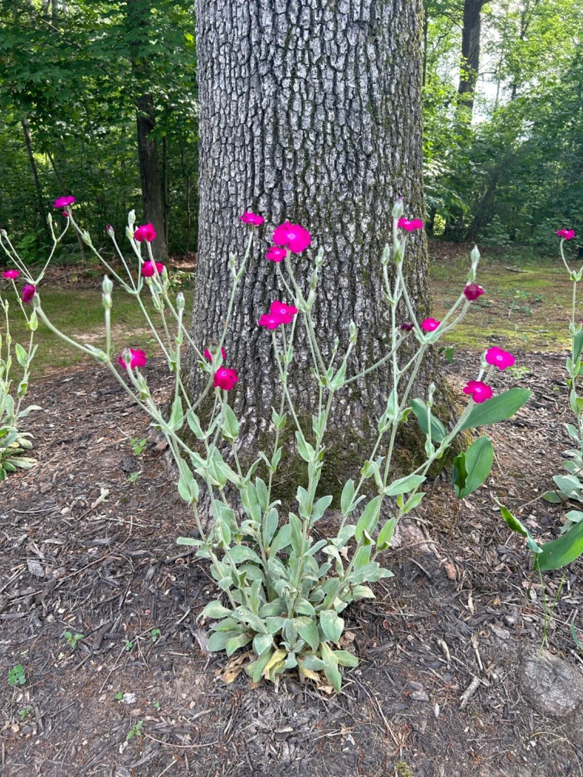 Rose Campion Plants - Live Established Perennials 5 Pack Lychnis coronaria Organic Flowering Garden Plants